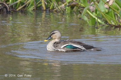 Duck, Spot-billed @ Lake Chiang Saen