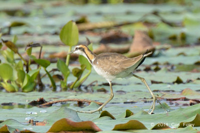 Jacana, Pheasant-tailed @ Lake Chiang Saen