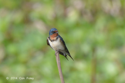 Swallow, Barn @ Lake Chiang Saen