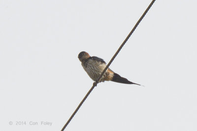 Swallow, Straited @ Lake Chiang Saen
