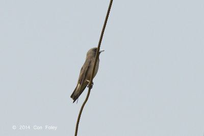 Woodswallow, Ashy @ Lake Chiang Saen