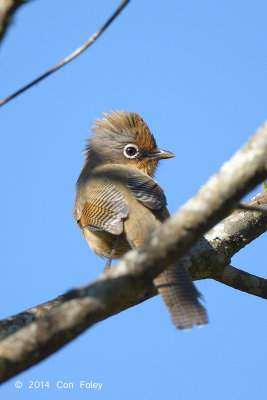 Barwing, Spectacled @ Doi Lang