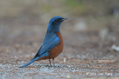 Thrush, Chestnut-bellied Rock (male) @ Doi Lang