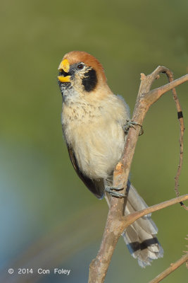 Parrotbill, Spot-breasted