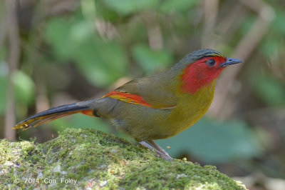 Liocichla, Scarlet-faced @ Doi Lang