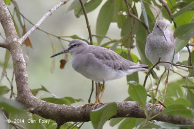 Tattler, Grey-tailed