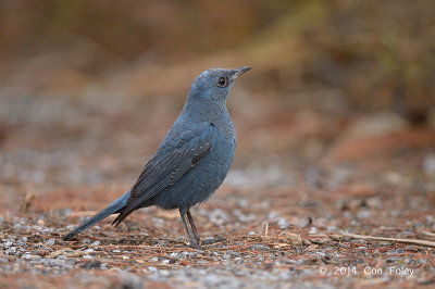 Thrush, Blue Rock (male) @ Doi Lang