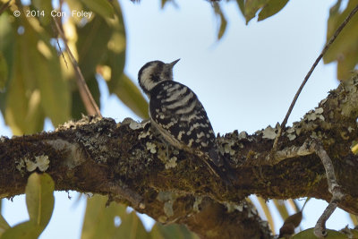 Woodpecker, Grey-capped Pygmy @ Doi Lang