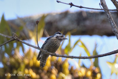Woodpecker, Grey-capped Pygmy @ Doi Lang
