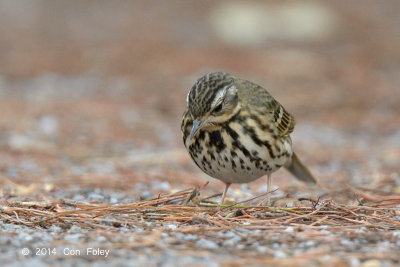 Pipit, Olive-backed