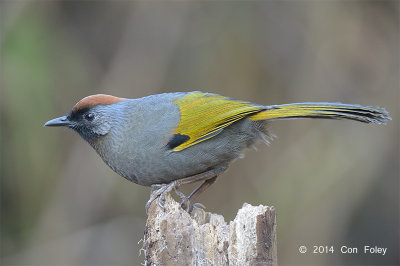 Laughingthrush, Silver-eared @ Doi Lang