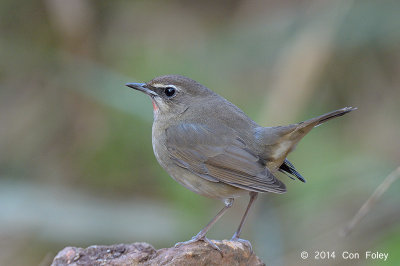 Rubythroat, Siberian (male) @ Doi Lang