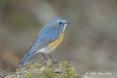 Bluetail, Red-Flanked (male) @ Doi Lang