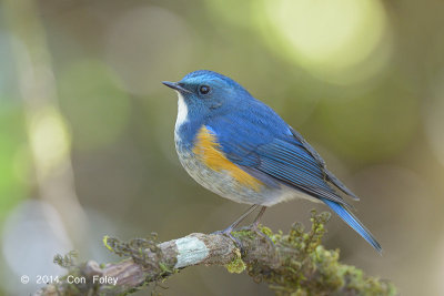 Bluetail, Himalayan (male) @ Doi Lang