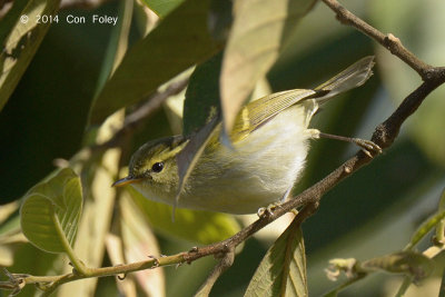 Warbler, White-tailed Leaf