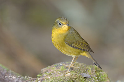 Bush-robin, Golden (female) @ Doi Lang