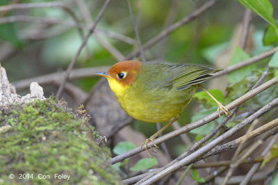 Tesia, Chestnut-headed @ Doi Lang