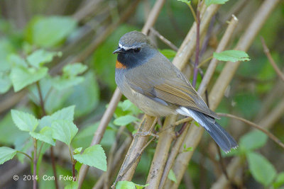 Flycatcher, Rufous-gorgeted (male) @ Doi Lang