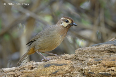 Laughingthrush, White-browed @ Doi Lang