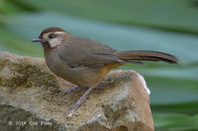 Laughingthrush, White-browed @ Doi Lang