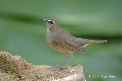 Rubythroat, Siberian (male) @ Doi Lang