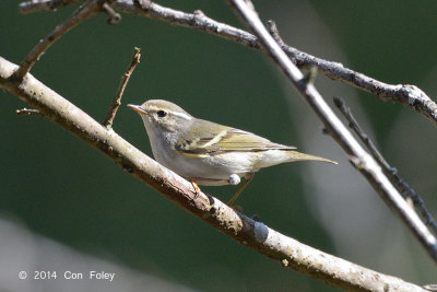 Warbler, White-tailed Leaf @ Ban Luang