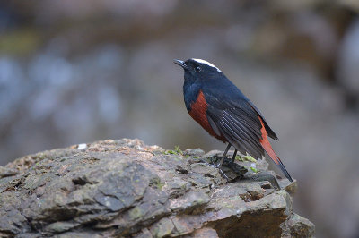 Redstart, White-capped @ Ban Luang