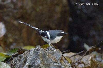 Forktail, Slaty-backed @ Ban Luang