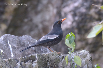 Blackbird, Grey-winged (male) @ Ban Luang