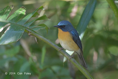Flycatcher, Hill Blue (male) @ King's Project