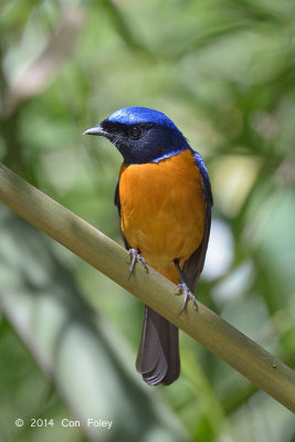 Niltava, Rufous-bellied (male) @ King's Project