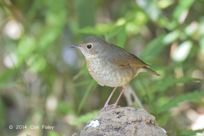 Robin, Siberian Blue (female) @ King's Project