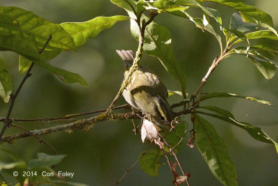Warbler, Blyth's Leaf @ Doi Ang Khang