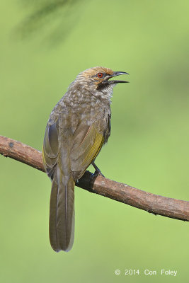 Bulbul, Straw-headed @ Saddle Club