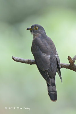Cuckoo, Hodgson's Hawk (juvenile) @ Bidadari