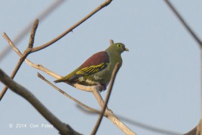 Pigeon, Thick-billed Green (male) @ Halus