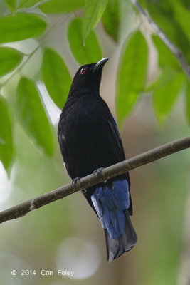 Bluebird, Asian Fairy (male) @ Sime Forest