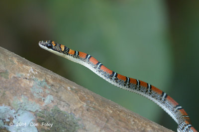 Snake, Twin-barred Flying @ Sime Forest