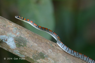 Snake, Twin-barred Flying