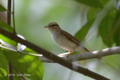 Warbler, Sakhalin Leaf @ Bukit Timah