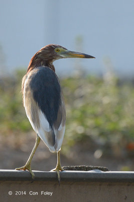 Heron, Chinese Pond (assuming breeding plumage) @ Murai Farmway