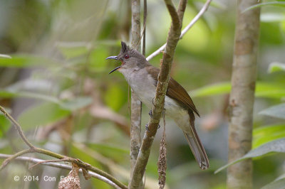 Bulbul, Puff-backed