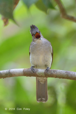 Bulbul, Puff-backed