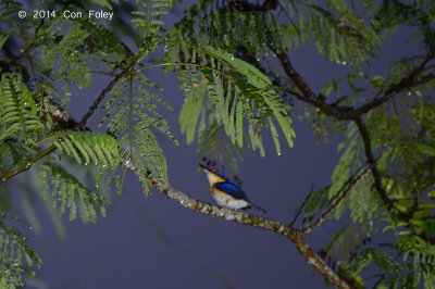 Kingfisher, Rufous-lored (female) @ PICOP