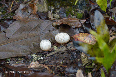 Nightjar, Philippine (eggs) @ PICOP