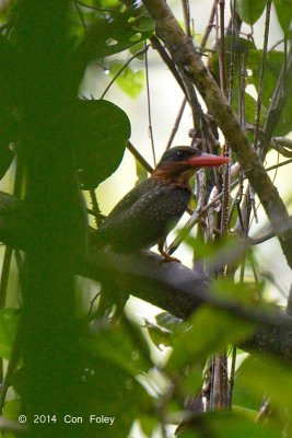 Kingfisher, Blue-capped (male) @ PICOP