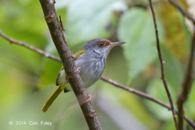 Tailorbird, Rufous-fronted