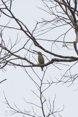 Spiderhunter, Naked Faced @ PICOP