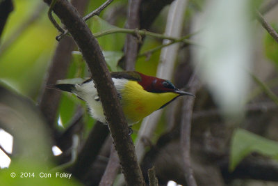 Sunbird, Handsome @ PICOP