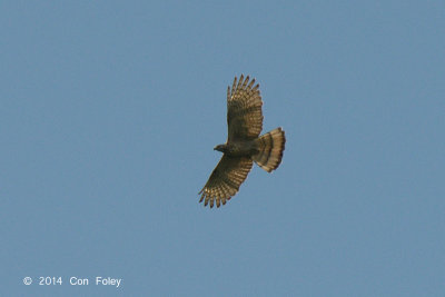 Buzzard, Steere's Honey (adult) @ PICOP